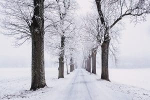 Read more about the article Winter Tree Removal in Utah: Challenges and Considerations